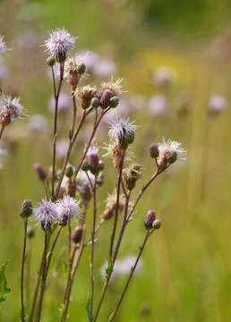 Flowering thistles Stock Photos