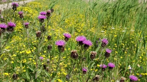 Flowering thistles in the wind Stockbeeldmateriaal 218435009