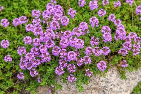 Flowering thyme Stock Photos