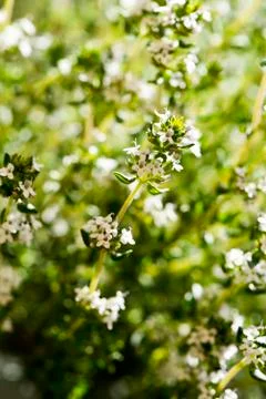 Flowering thyme Foto stock