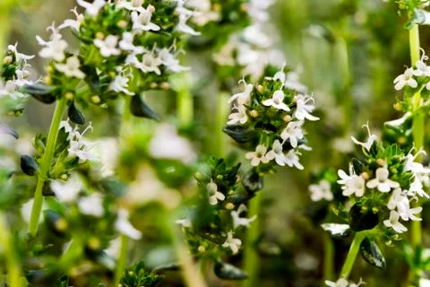 Flowering thyme Stock Photos