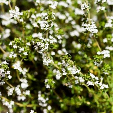 Flowering thyme Stock Photos