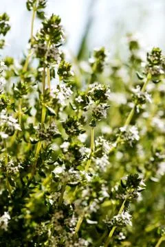 Flowering thyme Stock Photos