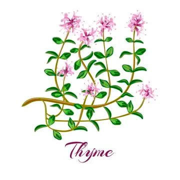 Flowering thyme. Thyme herbs Thymus vulgaris.  Stock Illustration