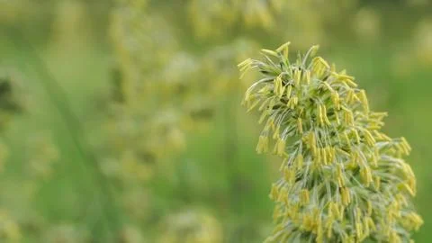 Flowering time of field grass, selective focus image Stock Photos