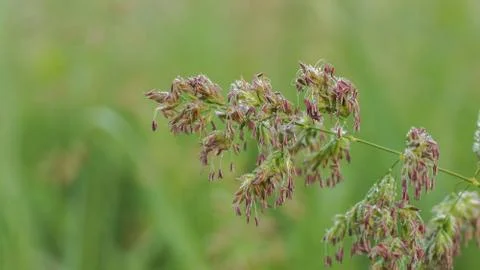 Flowering time of field grass, selective focus image Stock Photos