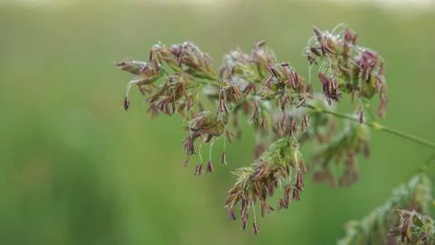 Flowering time of field grass, selective focus image Stock Photos