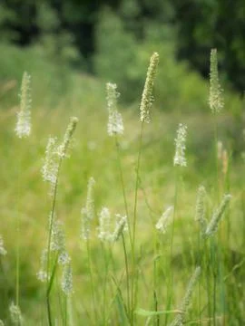 Flowering Timothy grass Stock Photos
