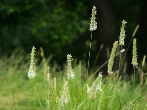 Flowering Timothy grass Stock Photos