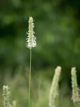 Flowering Timothy grass Stock Photos