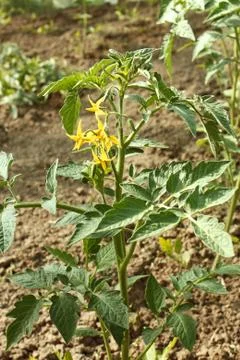 Flowering tomato plants Stock Photos