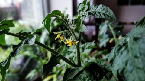 Flowering tomatoes closeup. Indoor garden. Yellow flowers on background of gr Stock Photos
