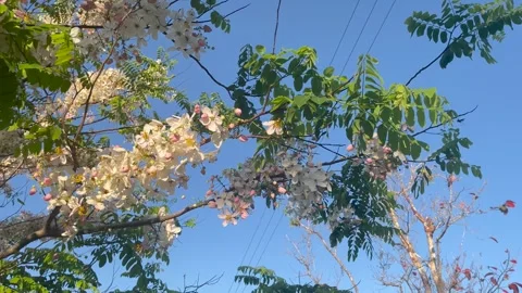 Flowering tree and bees Stockbeeldmateriaal 332750892