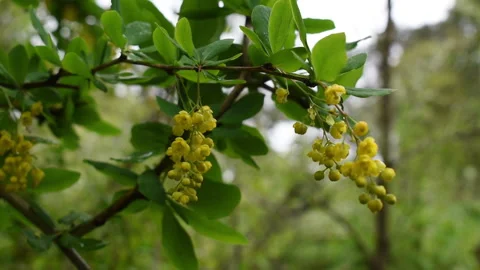 A flowering tree, an ant on a flower Stock Footage 188521501