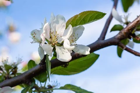 Flowering tree. Apple tree branch with pink flowers on a blurred background Stock Photos