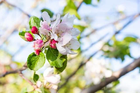 Flowering tree. Apple tree branch with pink flowers on a blurred background Stock Photos
