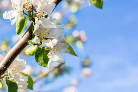 Flowering tree. Apple tree branch with pink flowers on a blurred background Stock Photos