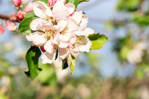 Flowering tree. Apple tree branch with pink flowers on a blurred background Stock Photos