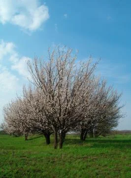 Flowering tree apricot Stock Photos