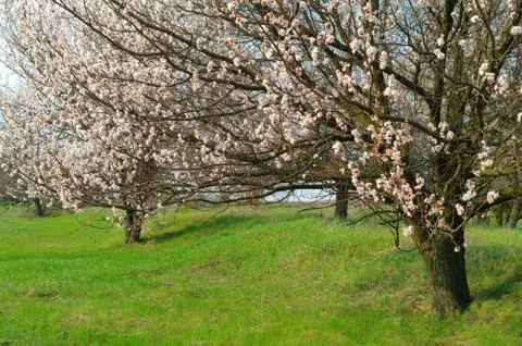 Flowering tree apricot Stock Photos