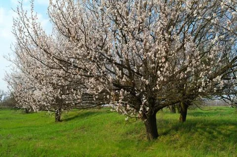 Flowering tree apricot Stock Photos