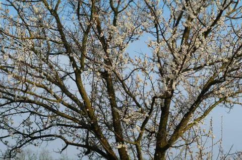 Flowering tree apricot Stock Photos