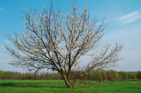 Flowering tree apricot Stock Photos