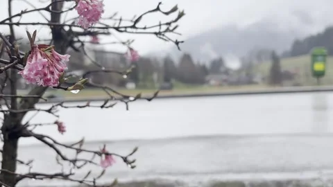 Flowering tree in Austrian Apls rainy weather. Closeup pink flowers on benches,  Stock Footage 305640362