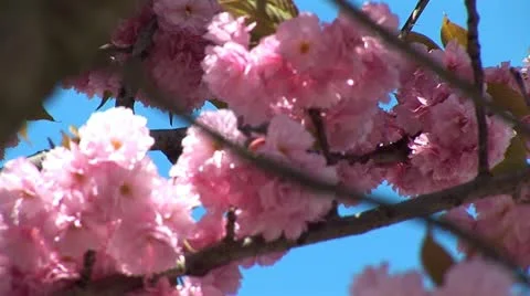 Flowering tree b Stock Footage 12167106