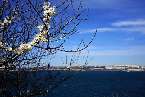 A flowering tree on the background of Art Bay. Sevastopol, Russia Stock Photos