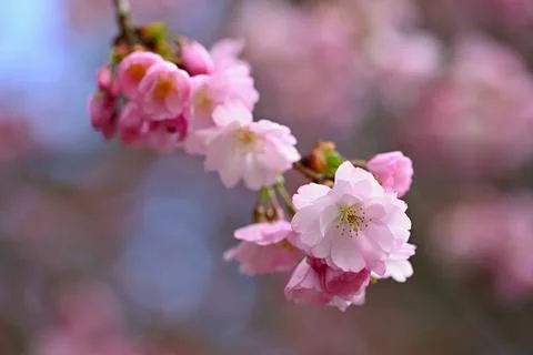 Flowering tree. Beautiful spring background with nature. Colorful flowers i.. 스톡 사진
