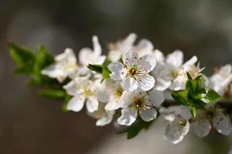 Flowering tree. Beautiful spring background with nature. Colorful flowers i.. Stock Photos