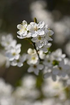 Flowering tree. Beautiful spring background with nature. Colorful flowers i.. Stock Photos