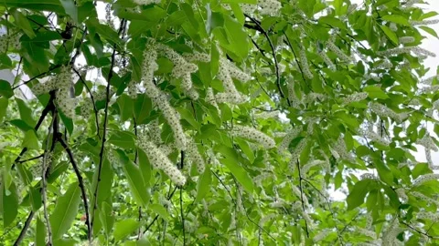 Flowering tree black cherries (prunus serotina) Stock Footage 312258527