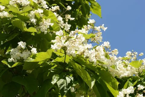 Flowering Tree in Bloom Stock Photos