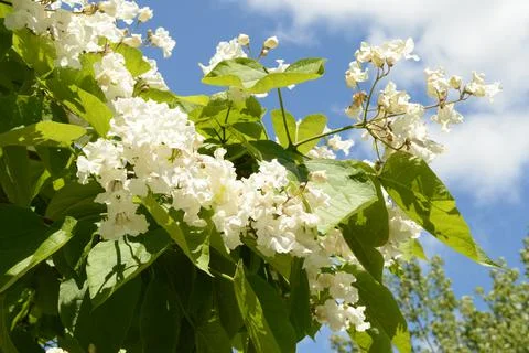 Flowering Tree in Bloom Stock Photos