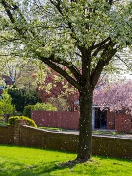 Flowering Tree in Bloom in Yard Stock Photos