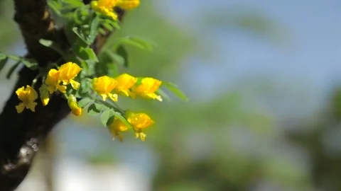 Flowering tree. Bloomed yellow flowers on the tree on a Sunny day. Summer Stock Footage 90248093