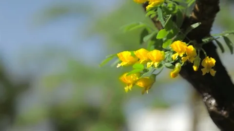 Flowering tree. Bloomed yellow flowers on the tree on a Sunny day. Summer Stock Footage 90249991