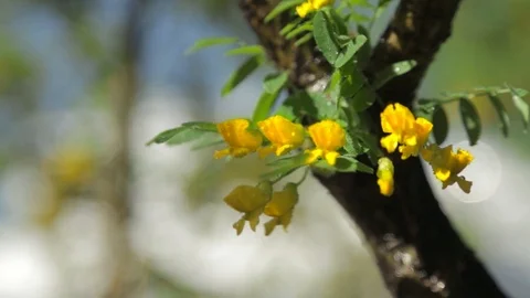 Flowering tree. Bloomed yellow flowers on the tree on a Sunny day. Summer Stock Footage 90250015