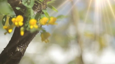 Flowering tree. Bloomed yellow flowers on the tree on a Sunny day. Summer Stock Footage 90256266