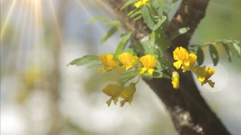 Flowering tree. Bloomed yellow flowers on the tree on a Sunny day. Summer Stock Footage 90256341