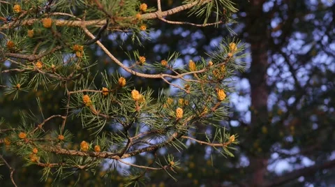 Flowering Tree Blowing in the Wind Vidéo 53232568