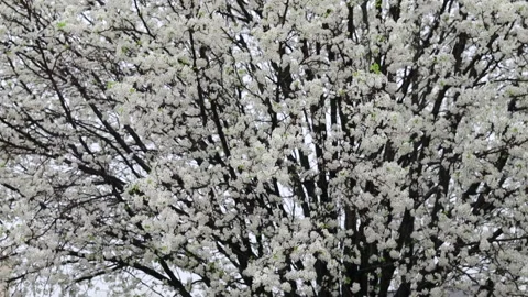 Flowering Tree Blowing in the Wind Video stock 200610258