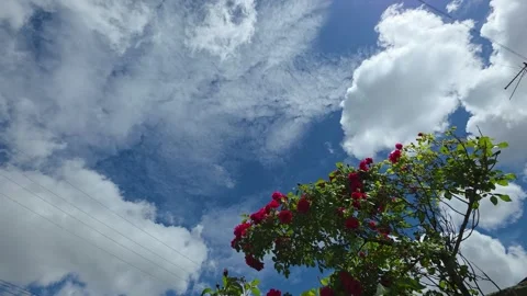 Flowering Tree Blue Sky Clouds Video Stock Footage 335313171