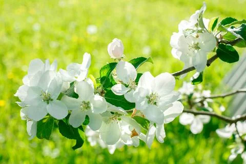 Flowering tree branch in the light of the sun Stock Photos