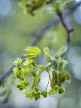 Flowering tree branch Stock Photos