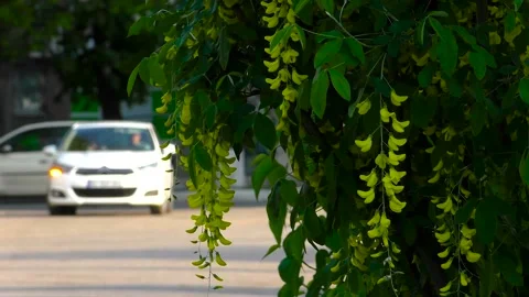 Flowering tree branch.  Small town street.  Urban landscape Stock-Footage 197333936