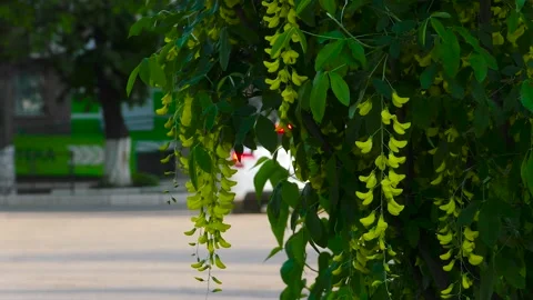 Flowering tree branch.  Small town street.  Urban landscape 動画素材 197333938