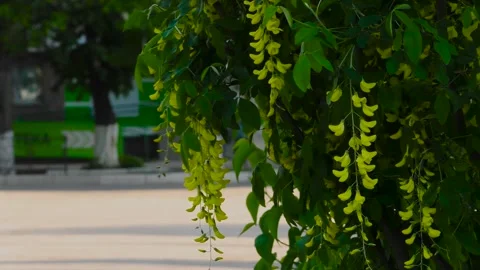 Flowering tree branch.  Small town street.  Urban landscape Stock-Footage 197333941